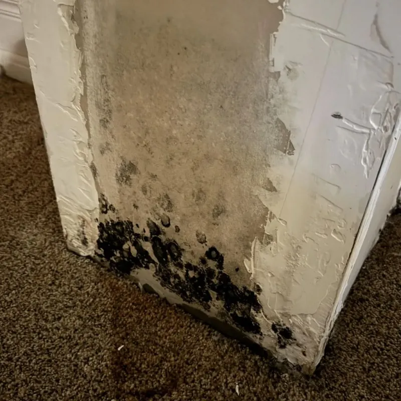 Professional Mold Removal in South Point, OH